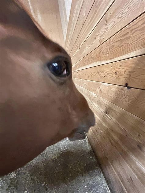 fish eye lens meme|Side Eye Horse Meme .